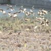 雀さん、飛ぶ