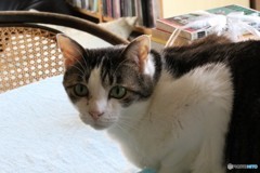 猫なのに、ポチ君(*^-^*)