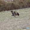 鳶VS烏の巻　3