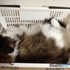 雨の日の猫