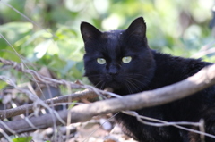 ため池の猫さん