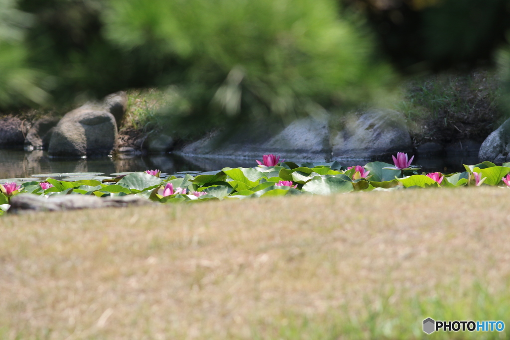 夏の昼下がり