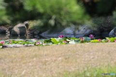 夏の昼下がり