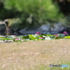 夏の昼下がり