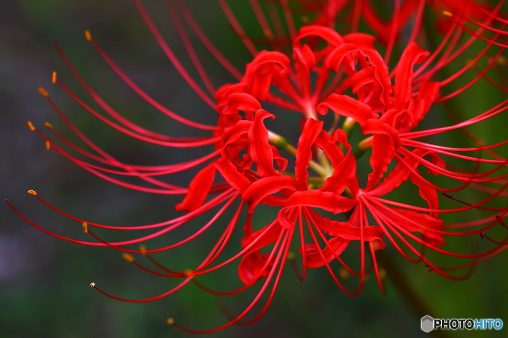 曼珠沙華