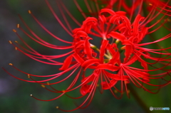 曼珠沙華