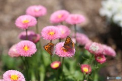 お花に来てくれました