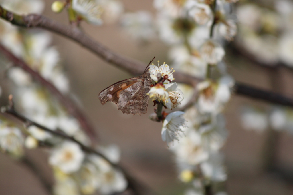 テングチョウ＠梅