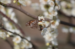 テングチョウ＠梅