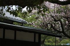 ９０mm 散歩　杏咲く