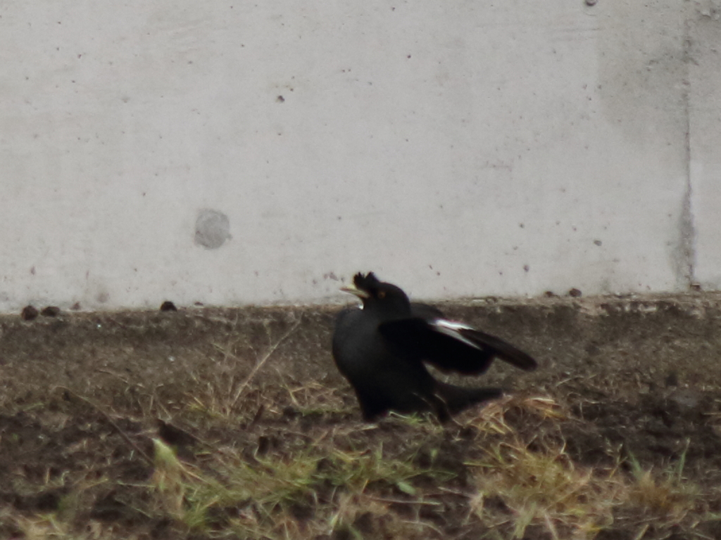 降りたよ、着陸上手いだろう