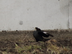 降りたよ、着陸上手いだろう