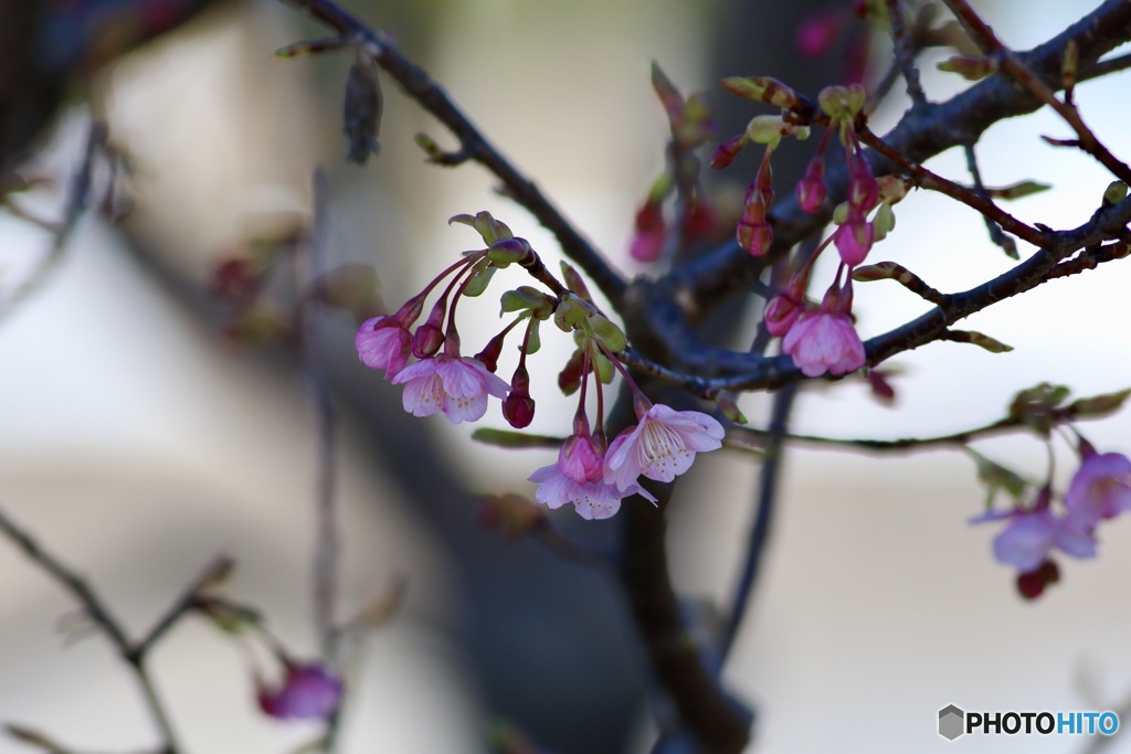 河津桜ほころびる