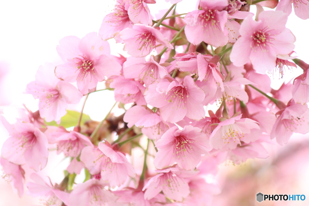 春爛漫