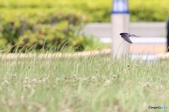 港のツバメ