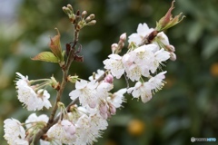 さくらんぼの花