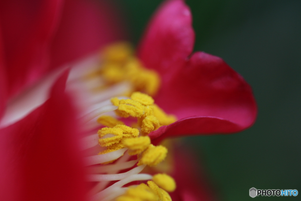冬の花２