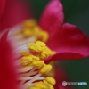 冬の花２