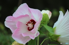芙蓉