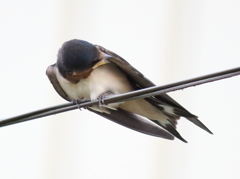 もう、羽の手入れもできるんだよ