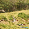 春の想い出　緋鳥鴨