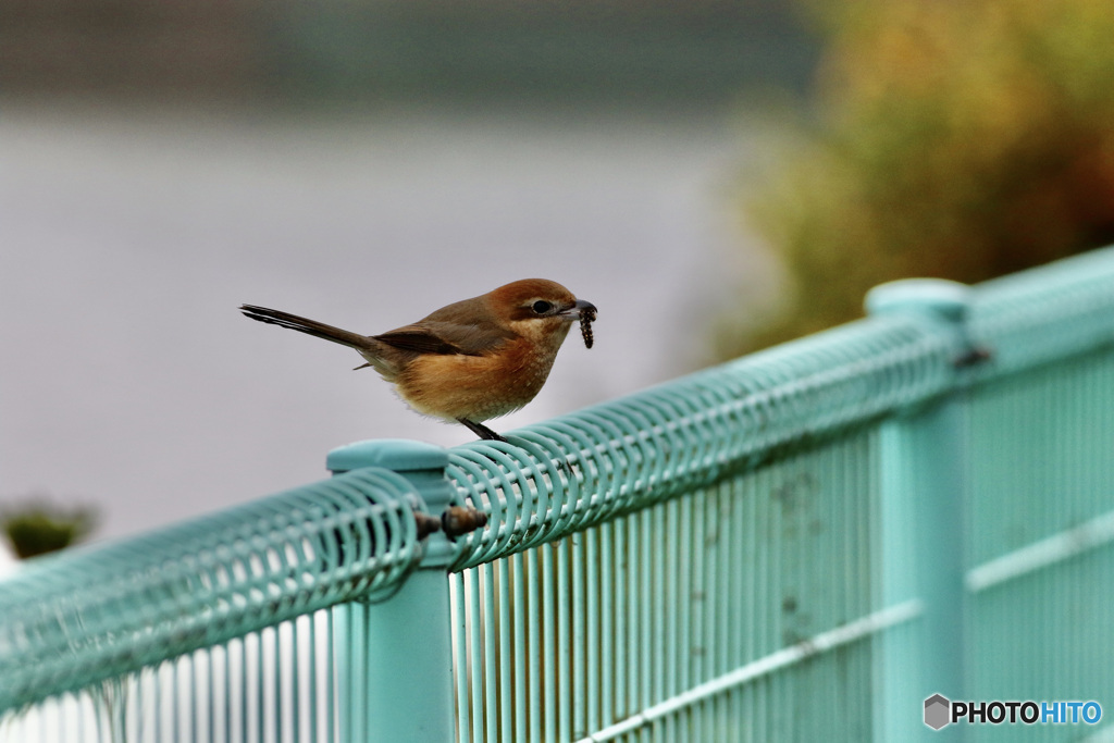 百舌鳥のお食事