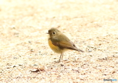 公園のルリ子さん♪