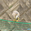 それ、食べちゃうの？