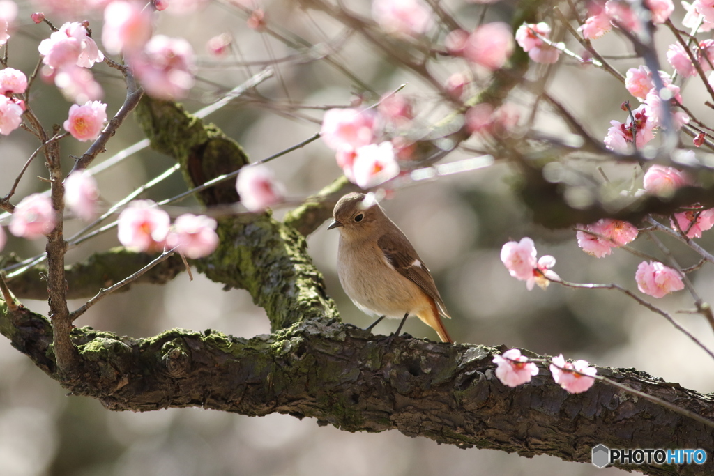 梅の花に絡めて
