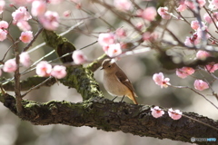梅の花に絡めて