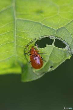 へちま食堂