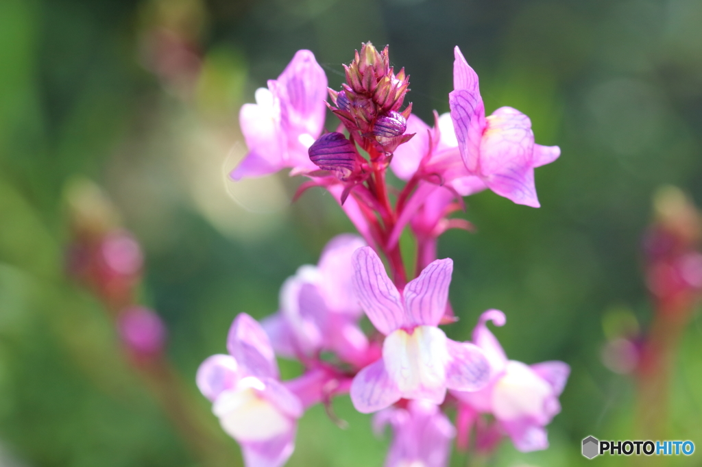 名も知らぬ野の花