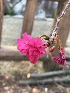 寒緋桜