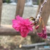 寒緋桜