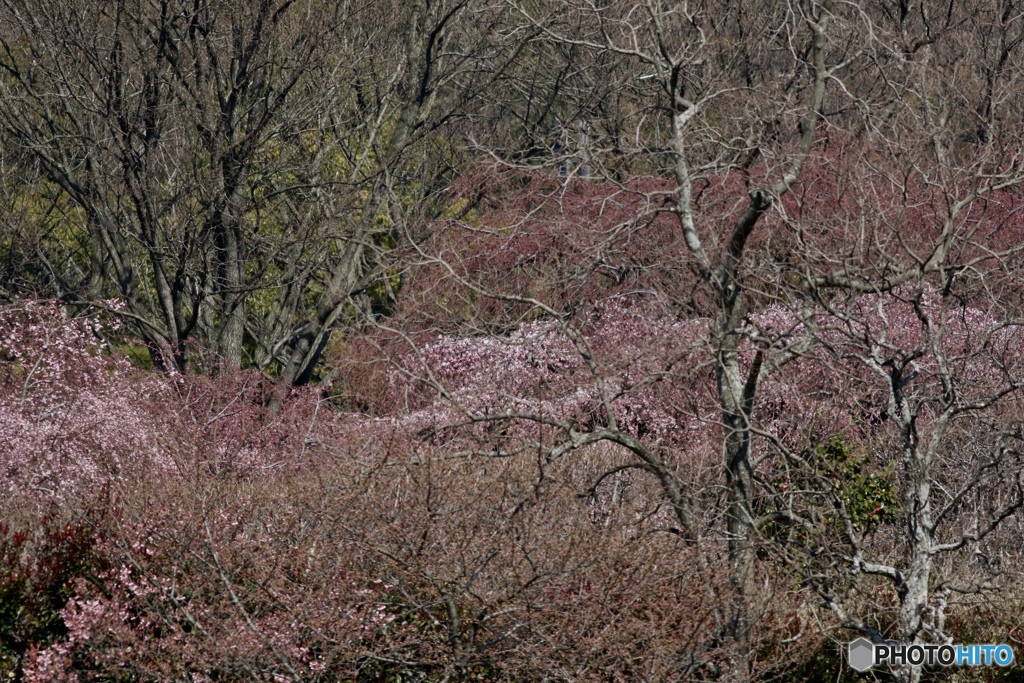 そろそろ枝垂れ桜♪