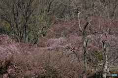 そろそろ枝垂れ桜♪