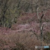 そろそろ枝垂れ桜♪