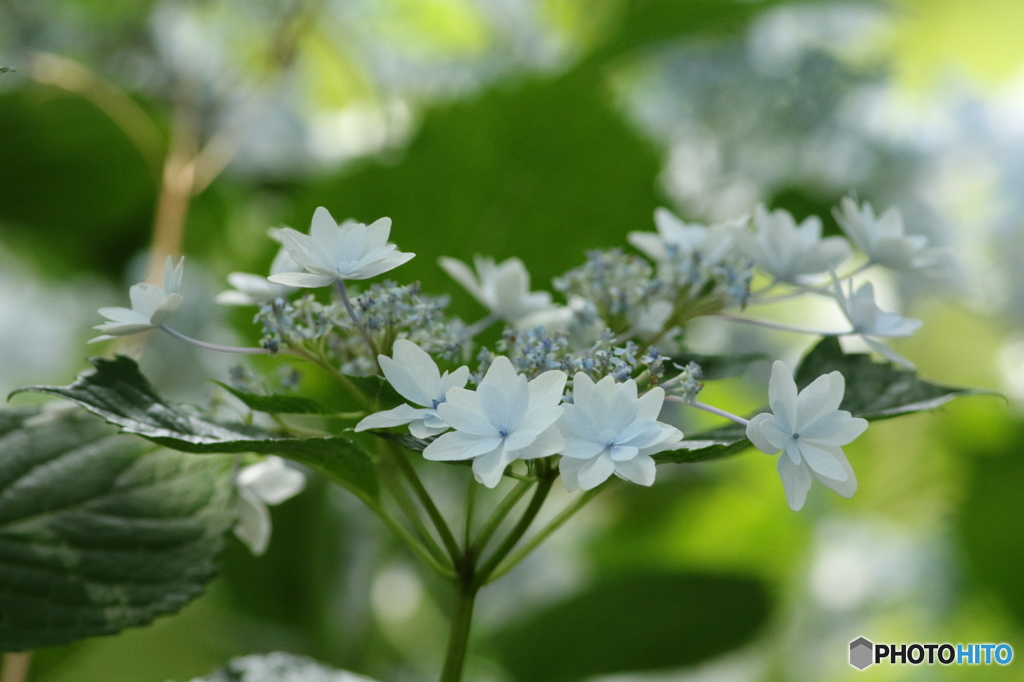 墨田の花火