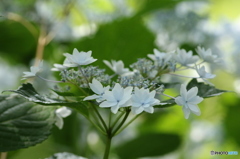 墨田の花火