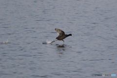 飛ぶより走る！走る！