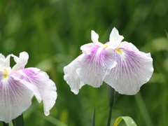 花菖蒲