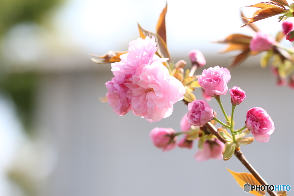 八重桜も咲く