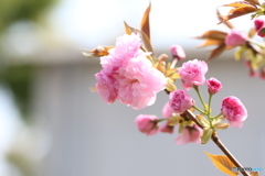 八重桜も咲く