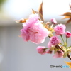 八重桜も咲く