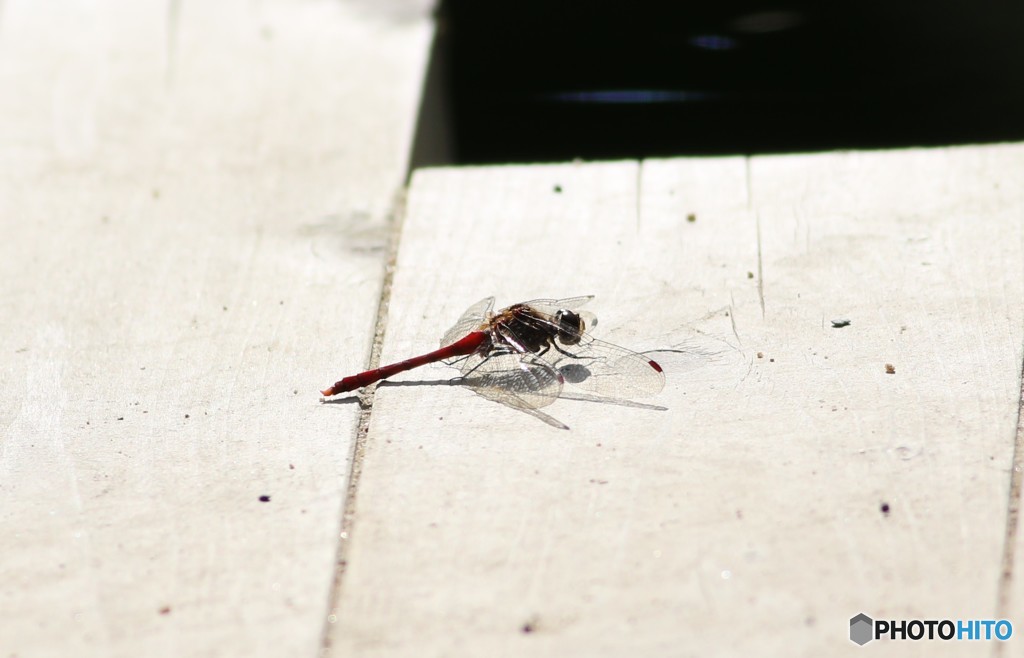 陽を浴びて・・・