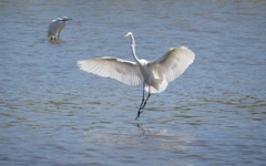 よく見て、ブリゼはこうよ♪（白鷺の湖）