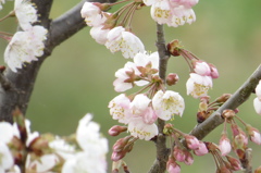 小さい桜