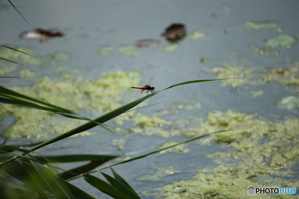 公園のトンボ5