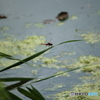 公園のトンボ5