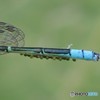 トリミングしてみた